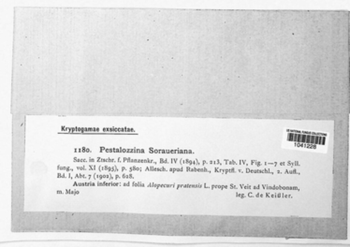 Pestalozzina soraueriana image